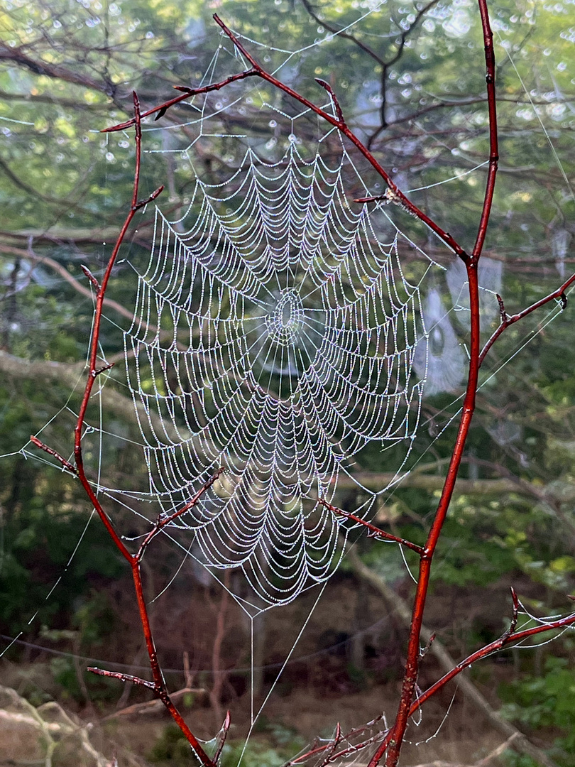 Altweibersommer Spinnennetz 