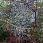 Altweibersommer Spinnennetz 