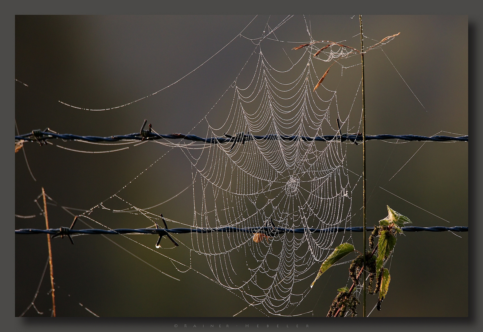 Altweibersommer-Zaun