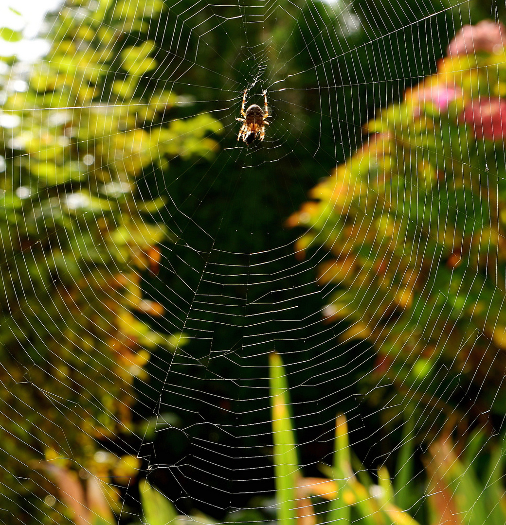 "Altweibersommer" ...Zeit der Spinne!