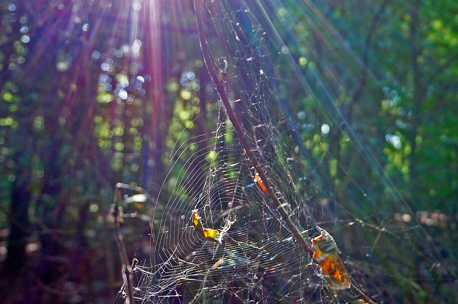 Altweibersommer2