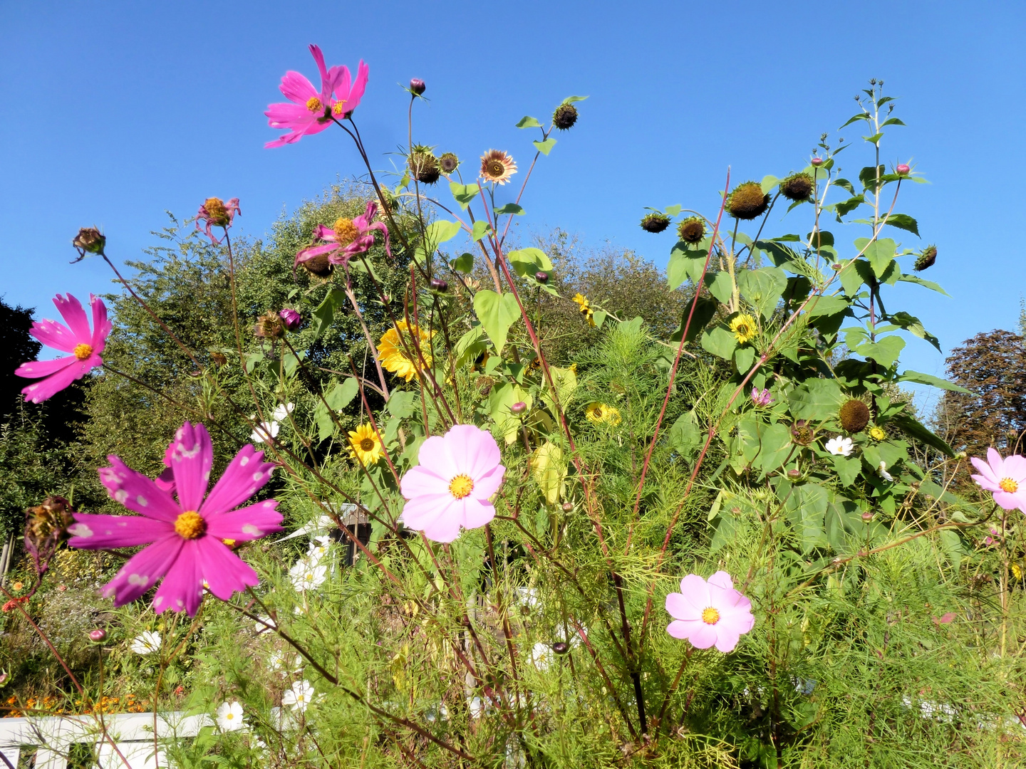 Altweibersommerblumenbild