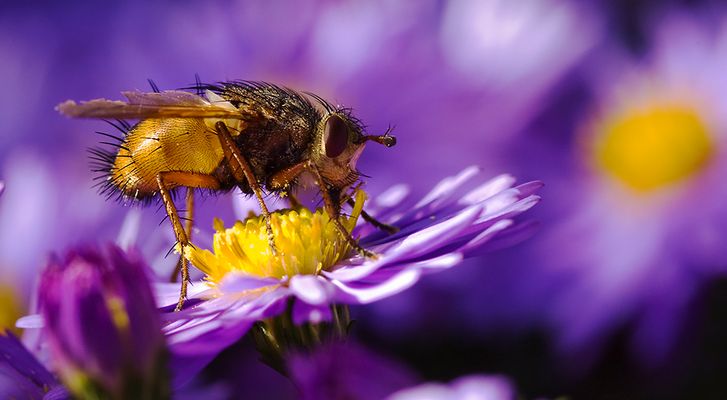 Altweibersommerfarben