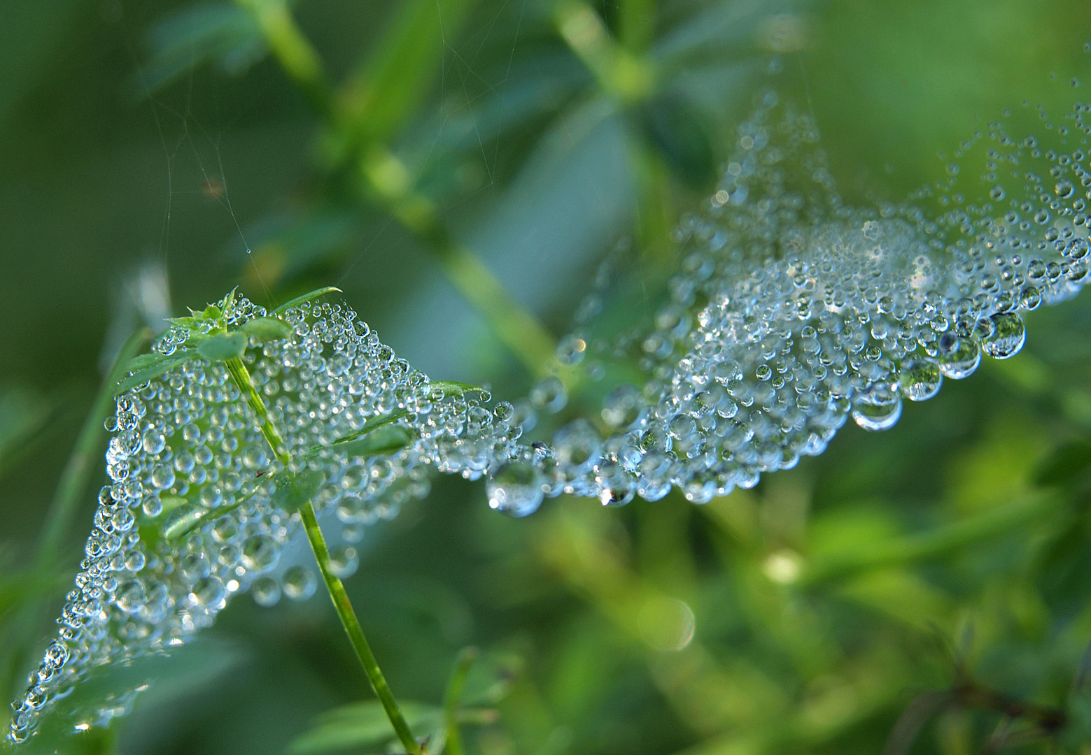 Altweibersommermorgen in der Wiese