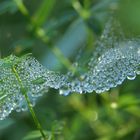 Altweibersommermorgen in der Wiese