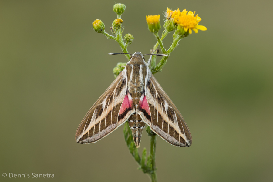 Altweltlicher Linienschwärmer (Hyles livornica)