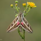 Altweltlicher Linienschwärmer (Hyles livornica)