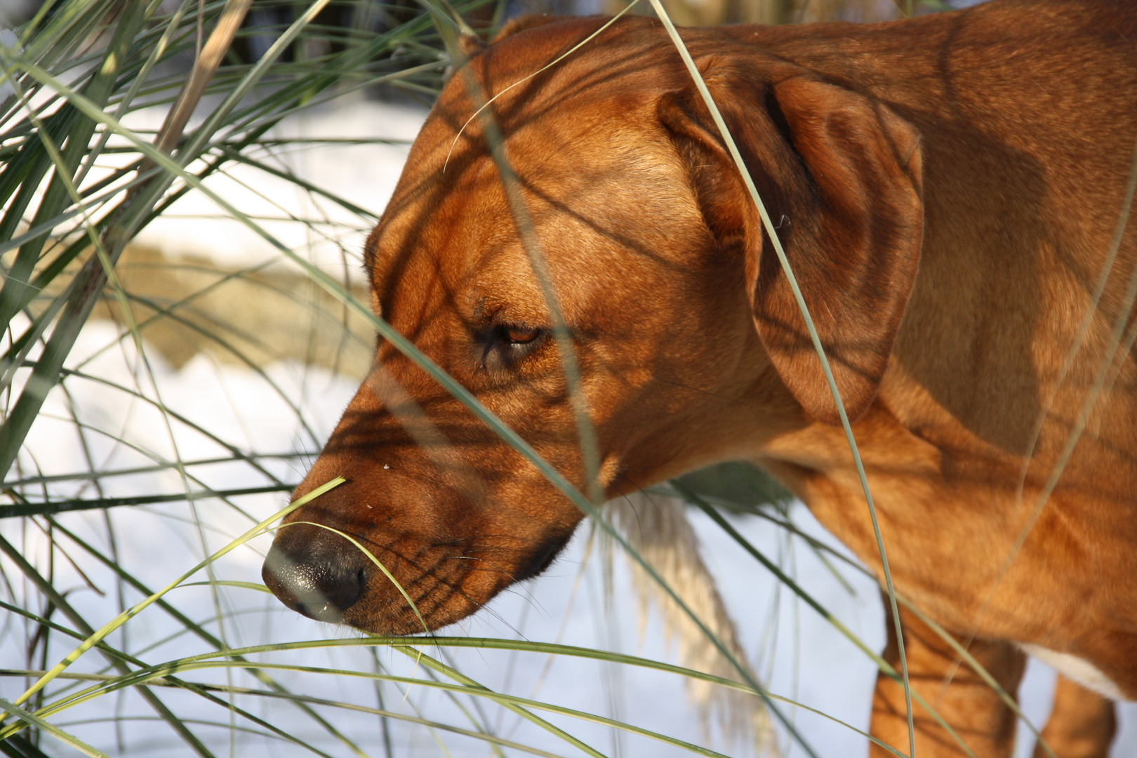 Aluna im Pampas