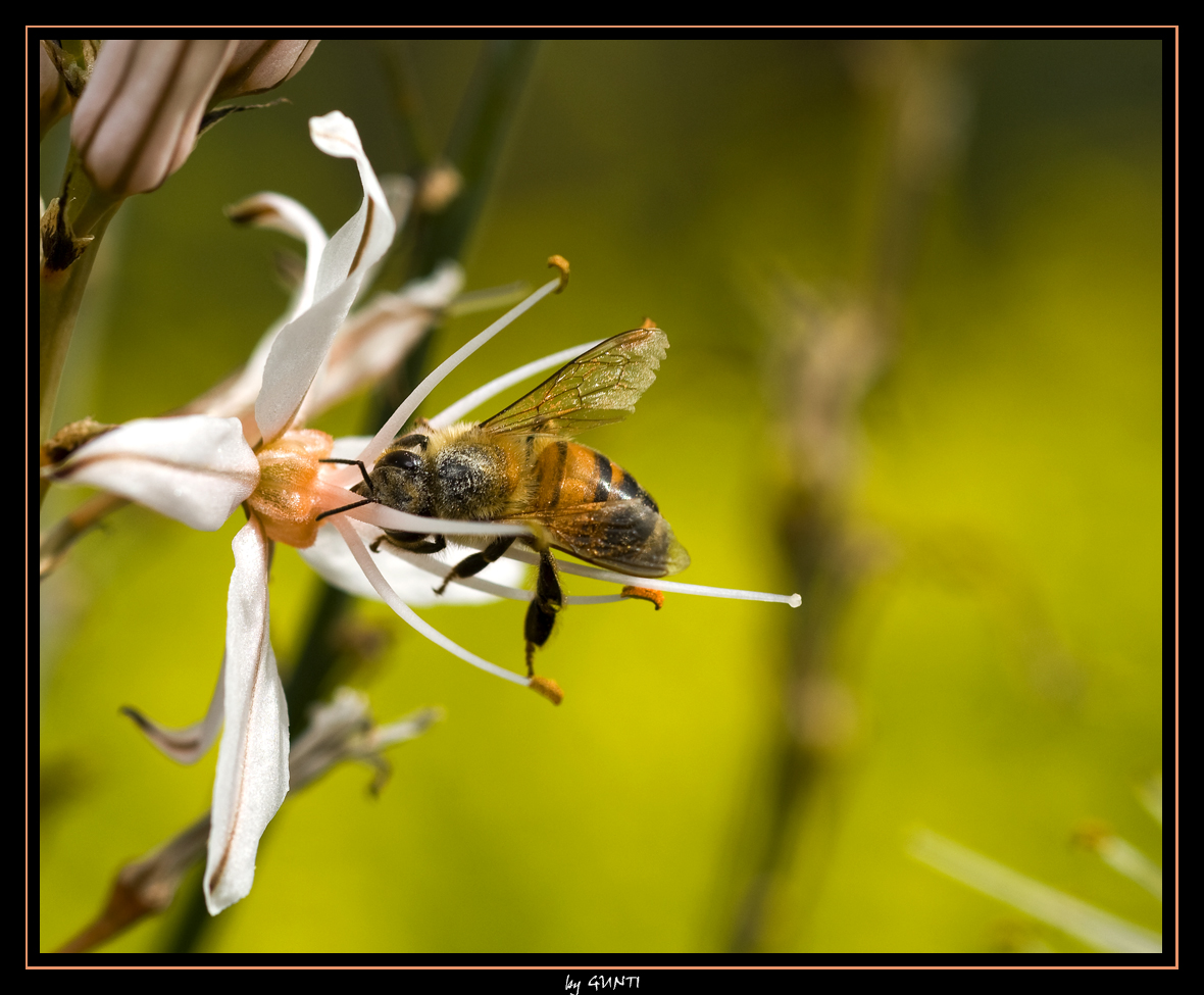 always busy to get your honey folks...