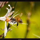 always busy to get your honey folks...