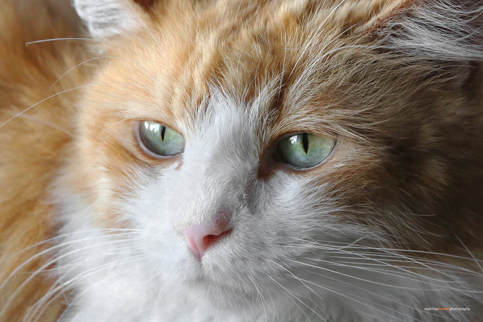 ALWIN Foto & Bild tiere, haustiere, zoo, wildpark & falknerei Bilder