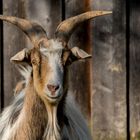 Alwin, die oberschwäbische Antwort auf Hennes vom 1. FC Köln