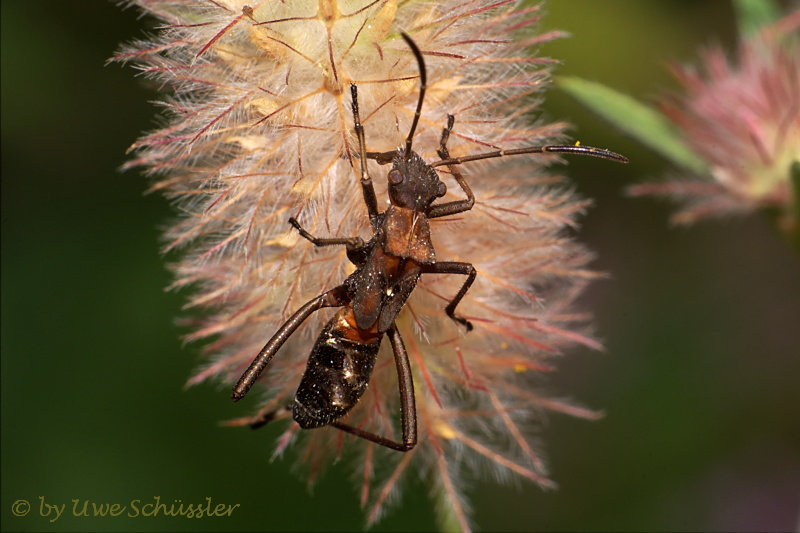 Alydus calcaratus