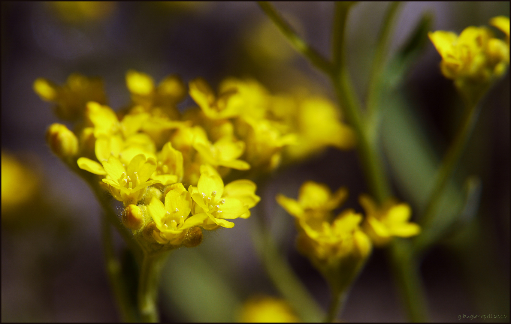 Alyssum