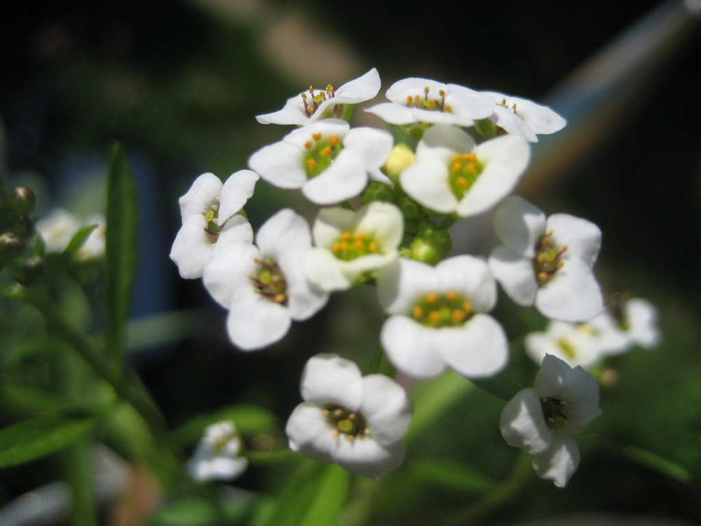 Alyssum 