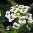 Alyssum 