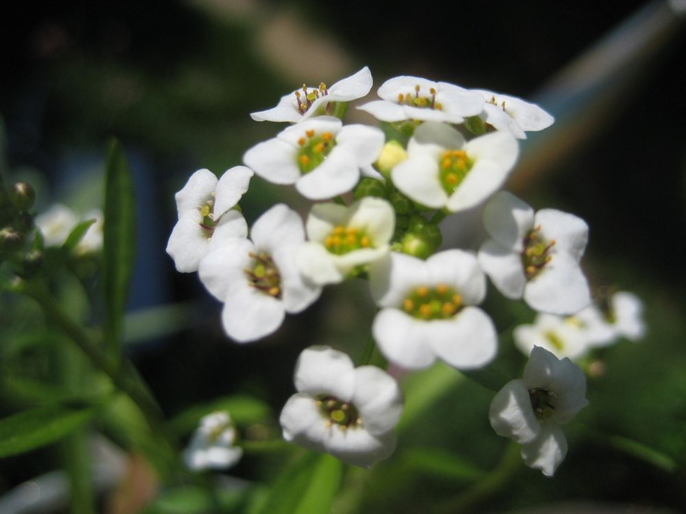Alyssum Foto & Bild pflanzen, samen, natur, pflanzen Bilder auf