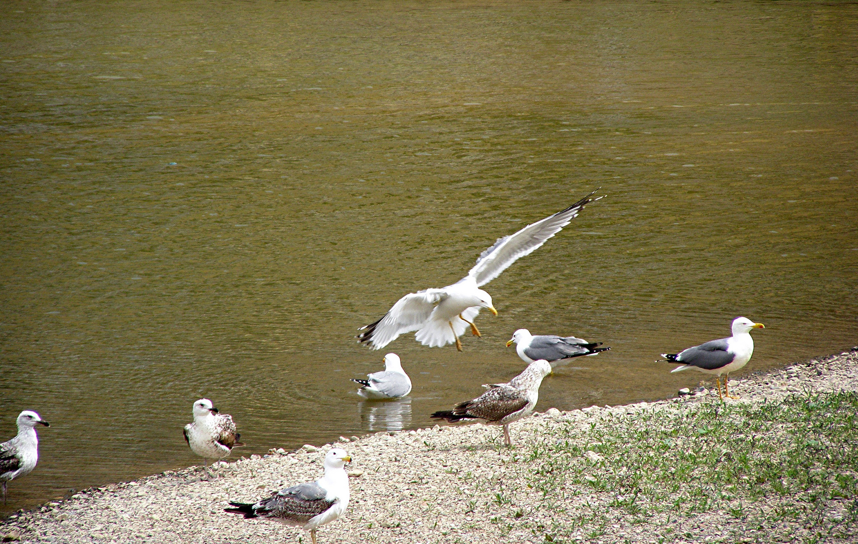 Alzando el vuelo