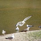 Alzando el vuelo