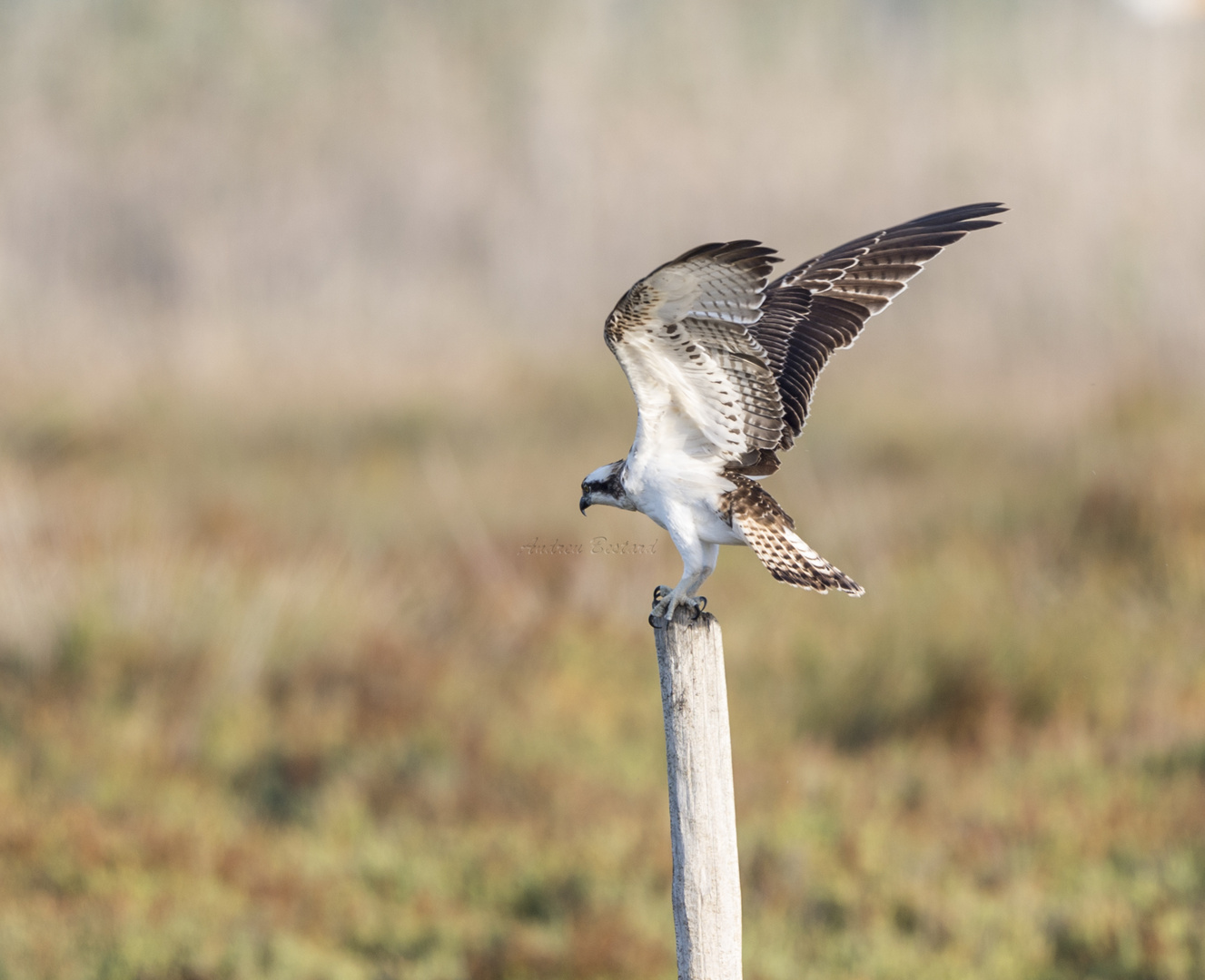 alzando vuelo