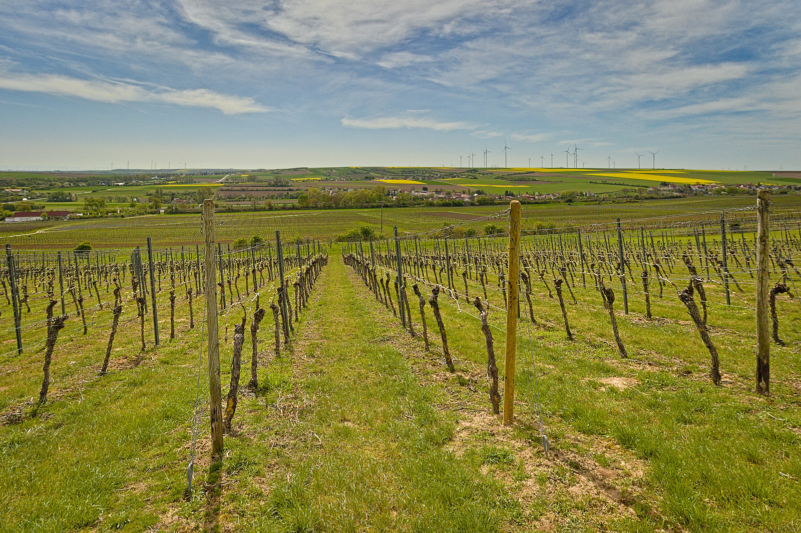 Alzeyer Weinbergslandschaft