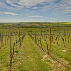 Alzeyer Weinbergslandschaft