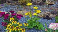 Am 05.04. 2021  die Verabschiedung von diesen Blüten im Garten...