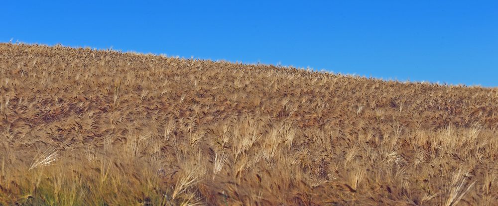 Am 06.07. 2021 für mich ein großartiger Anblick auf dieses Feld...