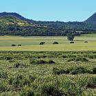 Am 06.07. noch mal im Südlichen Böhmischen Mittelgebirge bei Oblik und Co