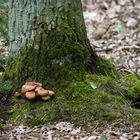 am 06.08.2023 - Im Stadtwald von Bad Kreuznach 07