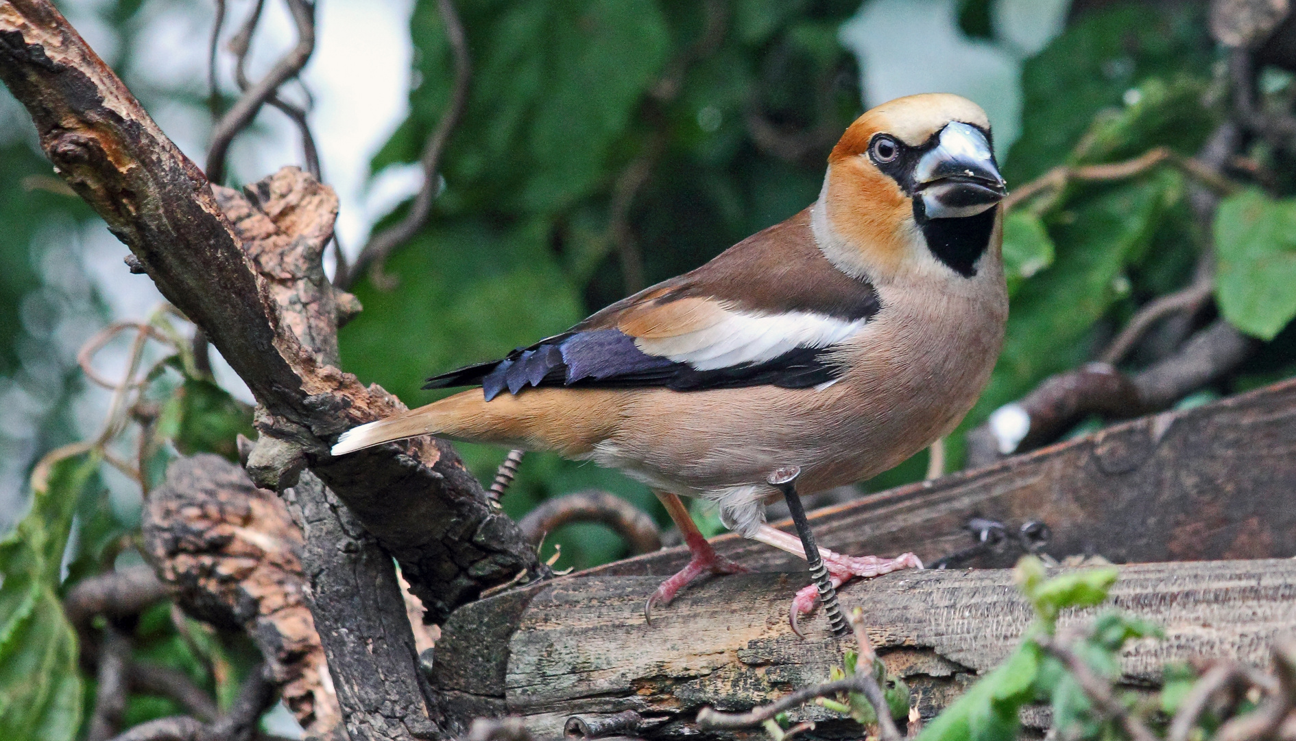 Am 07.07. 2022 bei leichtem Niesel im Garten den Kernbeißer erwischt