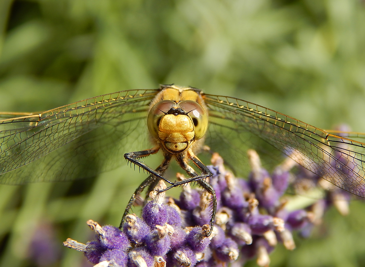 Am 08.07.17 in unserem Garten.