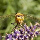 Am 08.07.17 in unserem Garten.