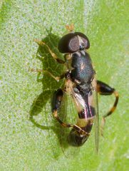 Am 08.10. 2022 Die Schwebfliege putzt die Flügel