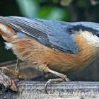 Am 09 09 2021  brachte der Kleiber viele Freuden bei der Futterstelle