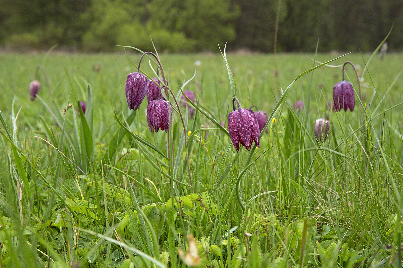 am 1. Mai: die Schachbrettblume (4) ....