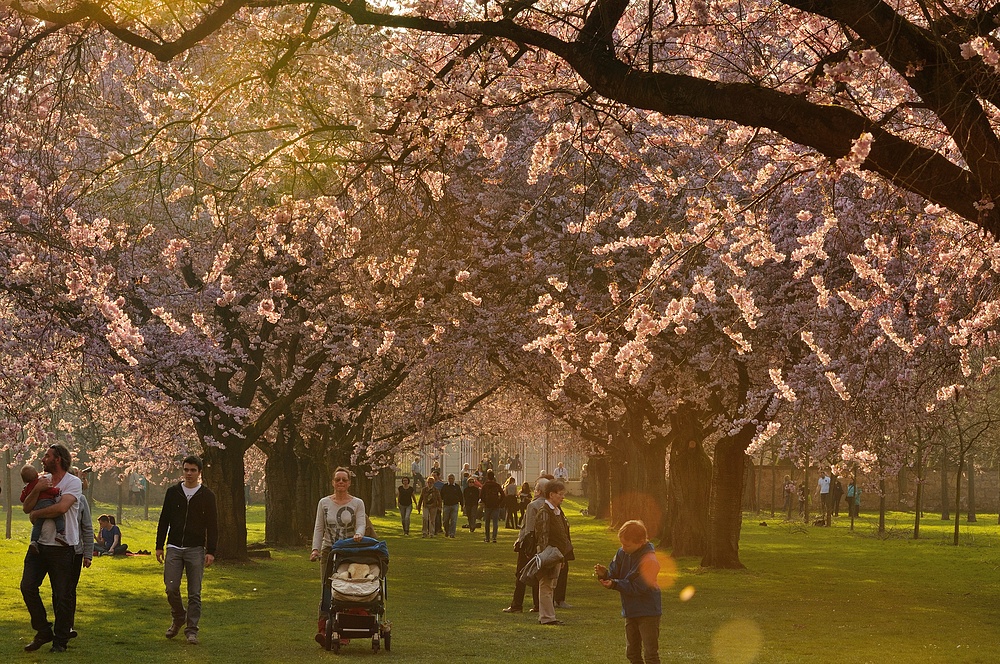 Am 14.03.14 um 17 Uhr war eine tolle Lichtstimmung unter den Kirschblüten im Schlossgarten....