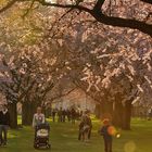 Am 14.03.14 um 17 Uhr war eine tolle Lichtstimmung unter den Kirschblüten im Schlossgarten....