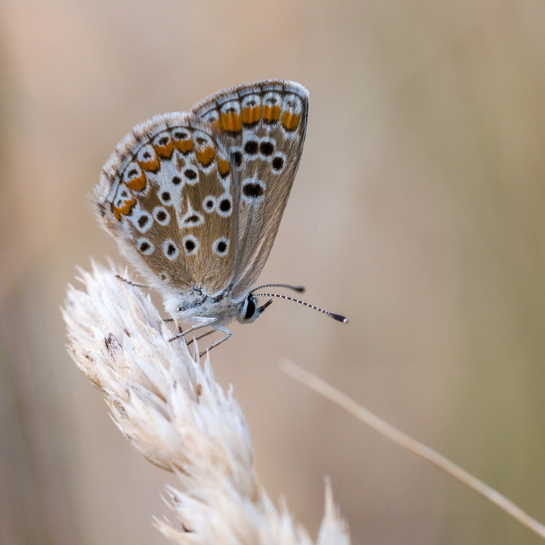 am 14.08. 22 im Wingert II