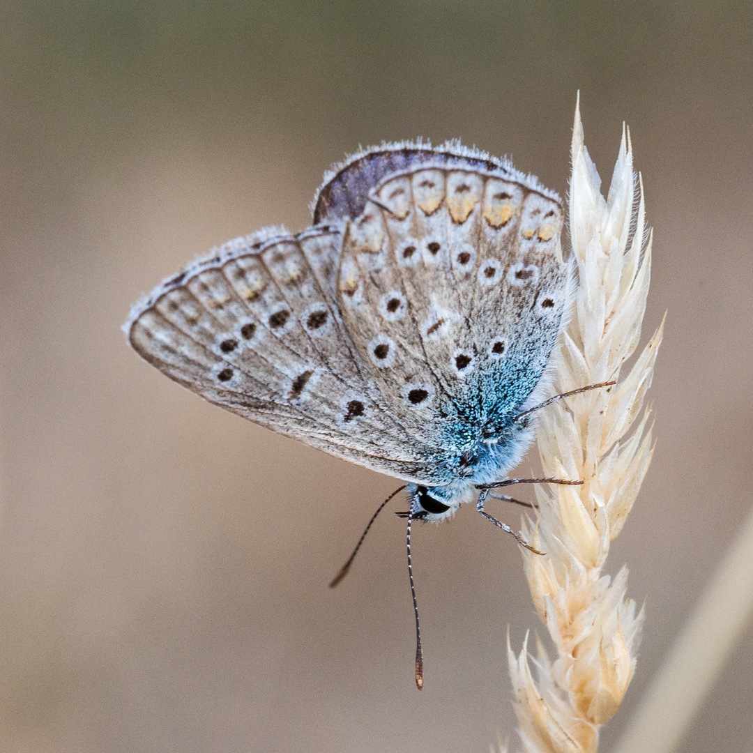 am 14.08. 22 im Wingert III