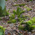 Am 15.01. 2023 im Wald I