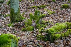 Am 15.01. 2023 im Wald I