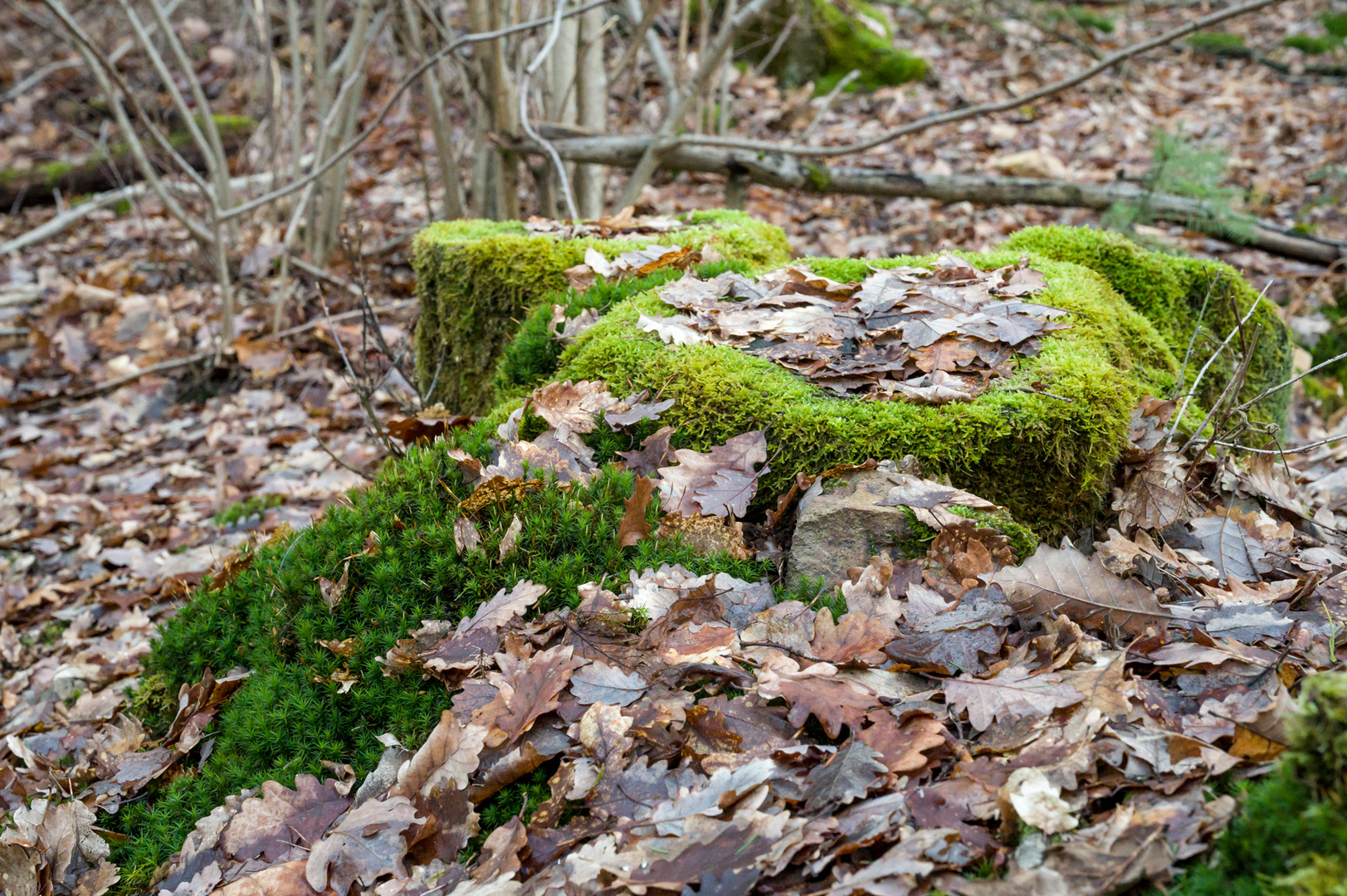 Am 15.01. 2023 im Wald II