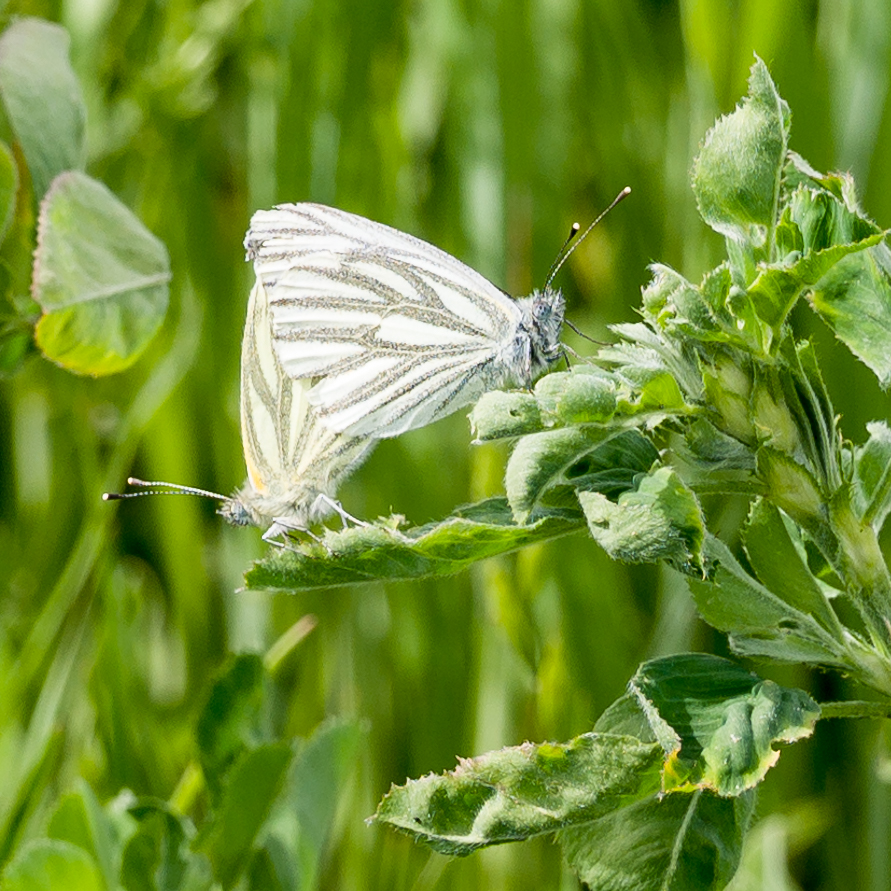 Am 15.05. 2022 im Wingert II