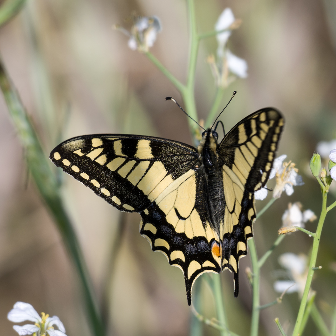 Am 15.05. 2022 im Wingert VI