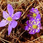 Am 16.01.2011 auf 1830 müM. Hat schon der Frühling begonnen?