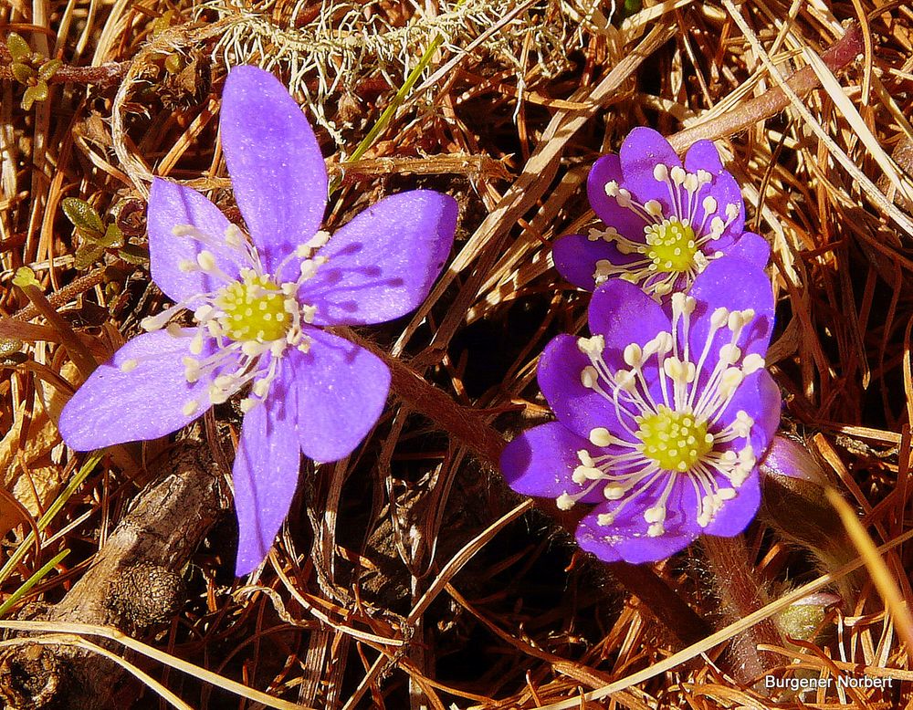 Am 16.01.2011 auf 1830 müM. Hat schon der Frühling begonnen?