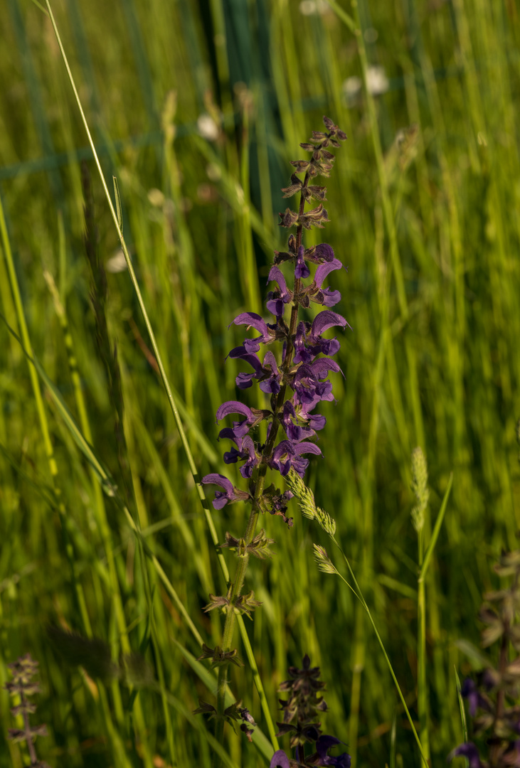 Am 16.05. 2024 im Wingert II