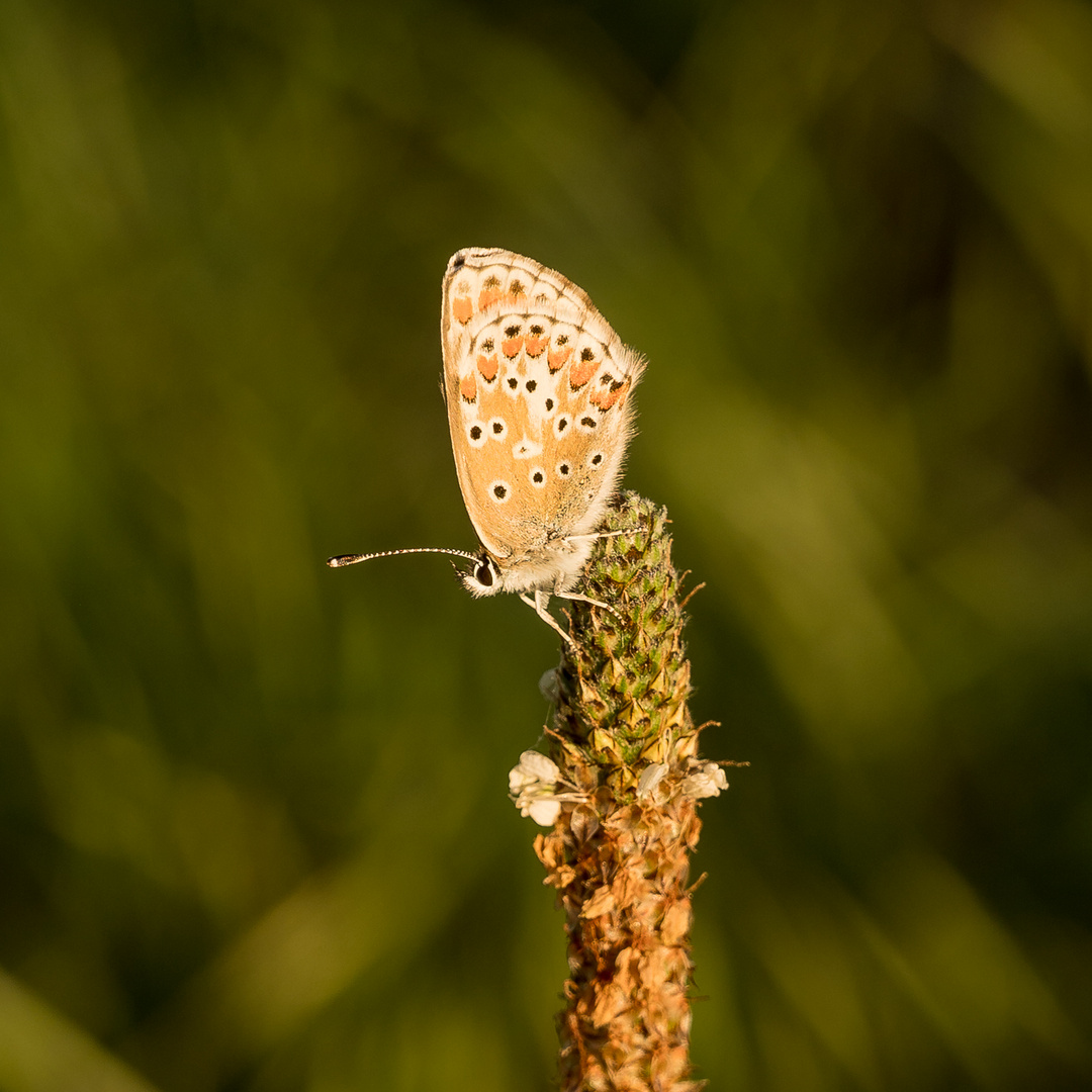 Am 16.05. 2024 im Wingert IV