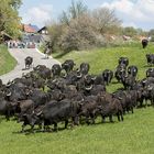 Am 16.Oktober gehen die Büffel wieder heim....